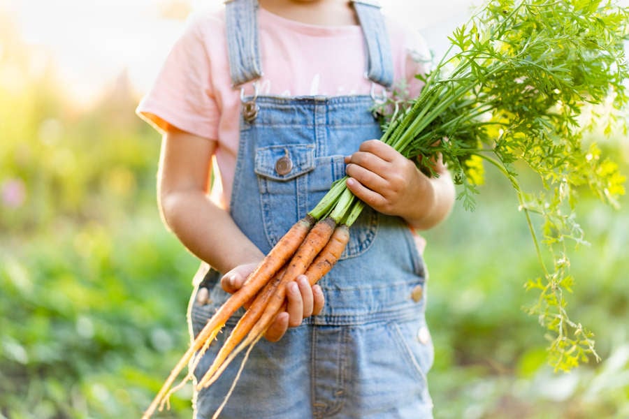 Carrot Growing Competition