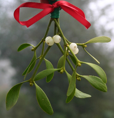 Mistletoe