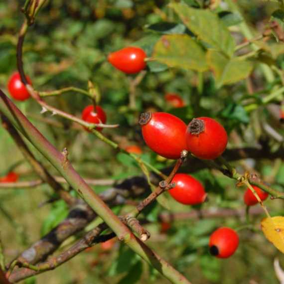 Rose hips