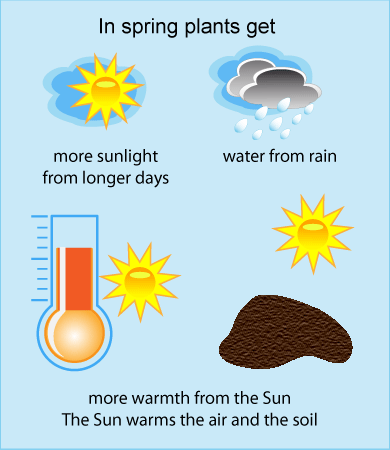 In spring plants get more sunlight, water and warmth