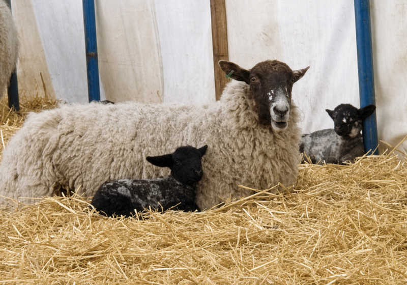 Newborn lambs